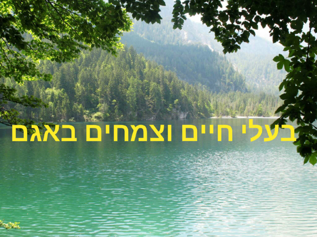 בעלי חיים וצמחים באגם by קרן ע