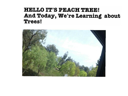 Learning About Trees by Peach Tree