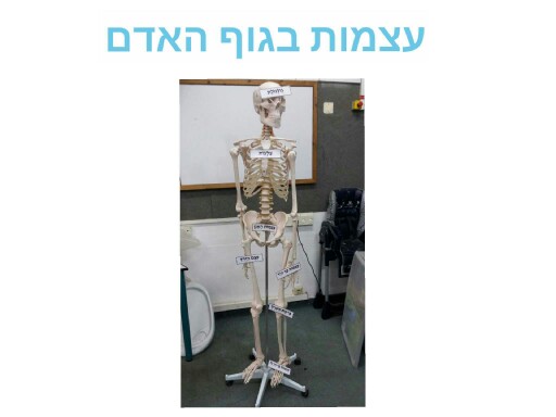 שלד גוף האדם by אורטל בן לולו