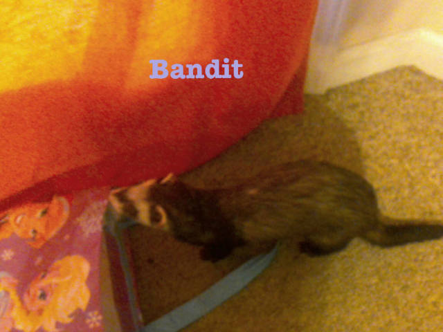 This is all about  my pet Bandit by Cristain Cain