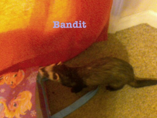 This is all about  my pet Bandit by Cristain Cain