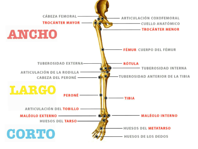 Miembro inferior by Alejandra Santro