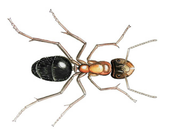 le corps des insectes by gones Arthropologia