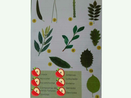 Tipos de follas  by Silvia Vidal