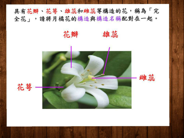 配合國小五年級植物單元教學使用free Games Online For Kids In Nursery By 16號蔡蜜蜜 配合國小五年級植物單元教學使用free Games Online For Kids In Nursery By 16號蔡蜜蜜