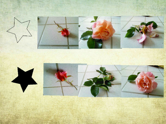 histoire d'une rose by charly didi