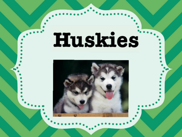huskies  by Angela Madden