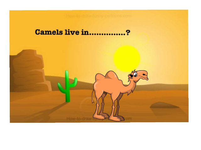 Animals by Nabeela Alhajry