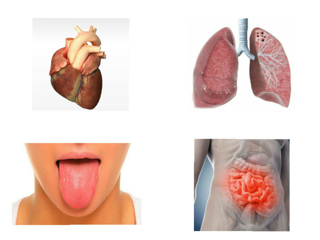 UD El cuerpo humano by Sofía González