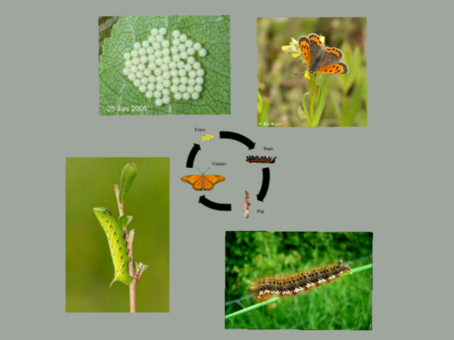 rupsen en vlinders by Lisa Snijders