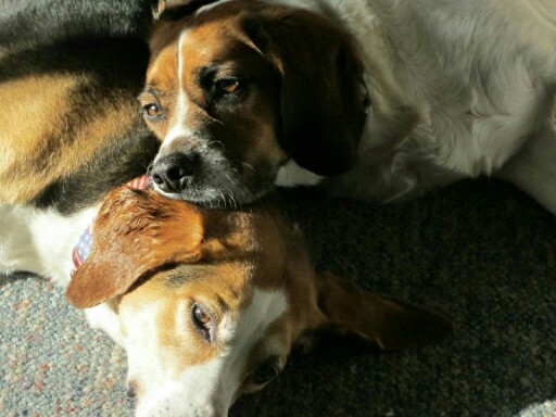 Fix the dogs by Joey Lowder