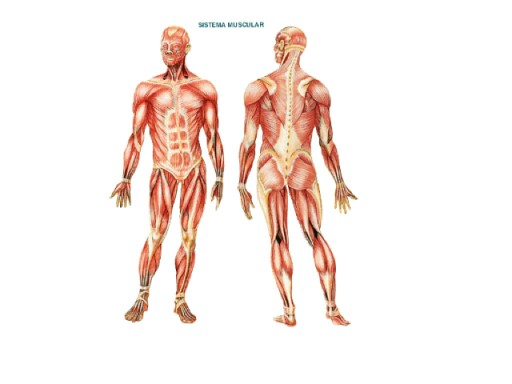 Músculos by raquel Lores Couto