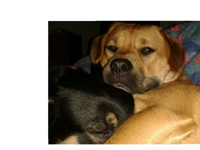 כלבלבים חמודים by Atalya Mergi Golov