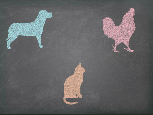 zoek de dieren  by Bernice van Laer