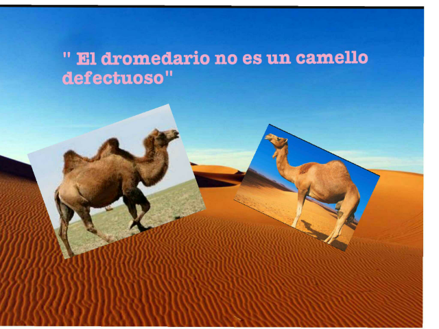 el dromedario no es un camello defectuoso by Maria Esteban