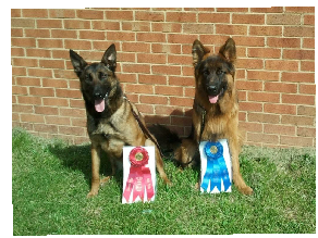 Ginger And Shawn Win At The Dog Olympics by hannah petton