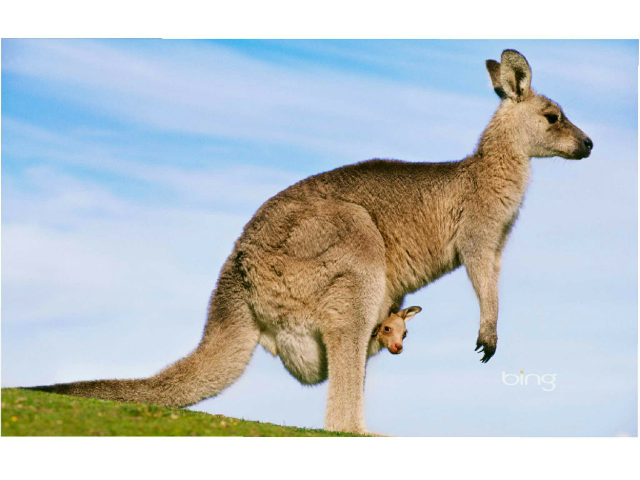 Puzzles de Australia by Cris Ubiña