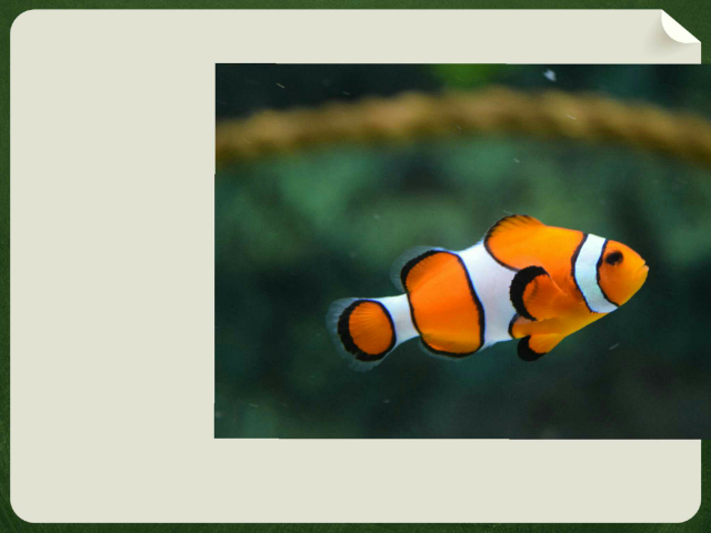 כתוב את המילה המופיעה בתמונה by nitzankehati null