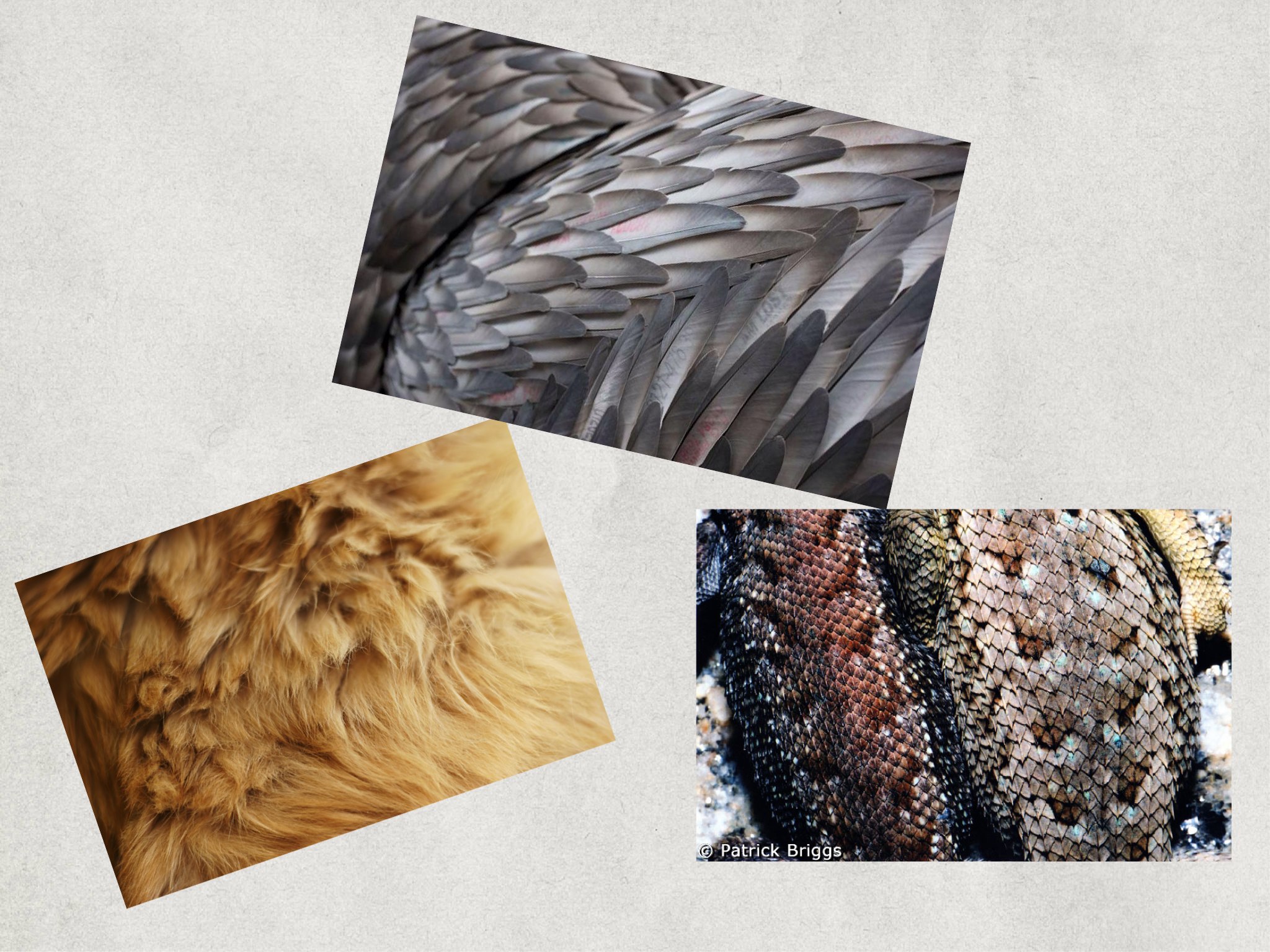 Play Animal Body Coverings By ELIZABETH HARTUNG On TinyTap