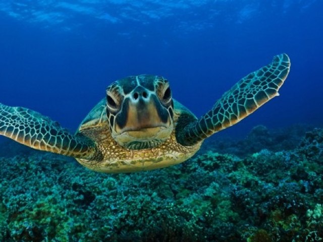 Animal Friends 2 by Monica Silva