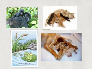 Animal Pet Sitir by Emilie Melnyk