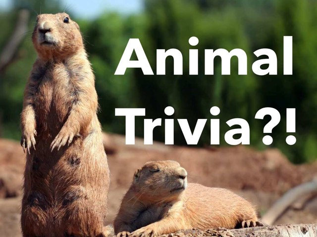 Animal Trivia Free Activities Online For Kids In 2nd Grade By Trivia Blitz