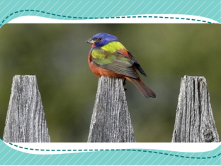 Animal Rhyming by Sherri Nelson