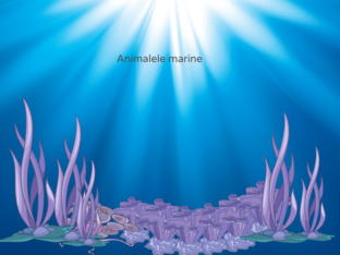 Animale marine by Silvia