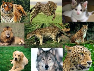 Animales Sergio by Sergio Marina Martin