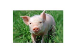 Animales  by Lauren Perkins