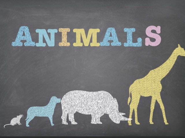 Animales by Lucia bennasar