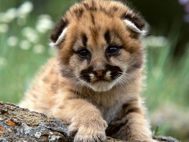 Animals And Live by Exbrayaute Sophee