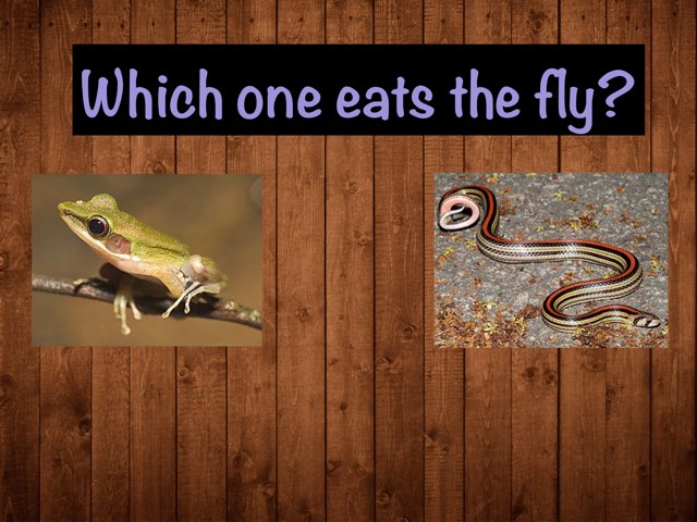 Animals Eat Which Animals by Roxy Davidson