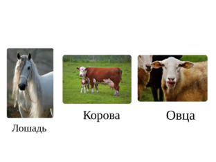Animals by 