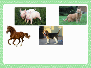 Animals by Mi Oput