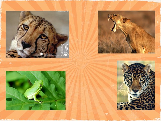 Animals by Nicole Pestell