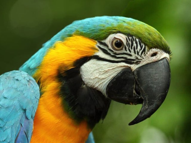 Dieren by Lauden Lecocq