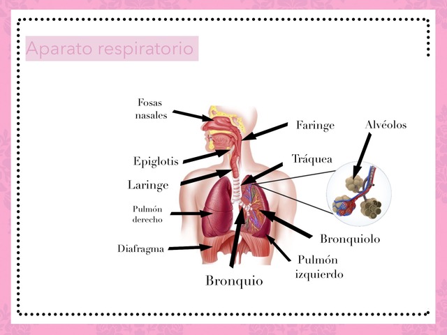 Trabajo Biología  by Angela de la Concepcion �lvarez