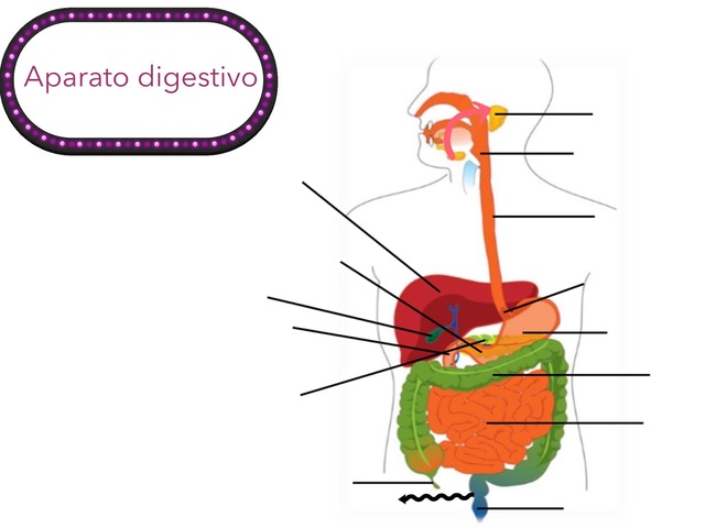 La Función De Nutrición by Itziar Garcia Cano