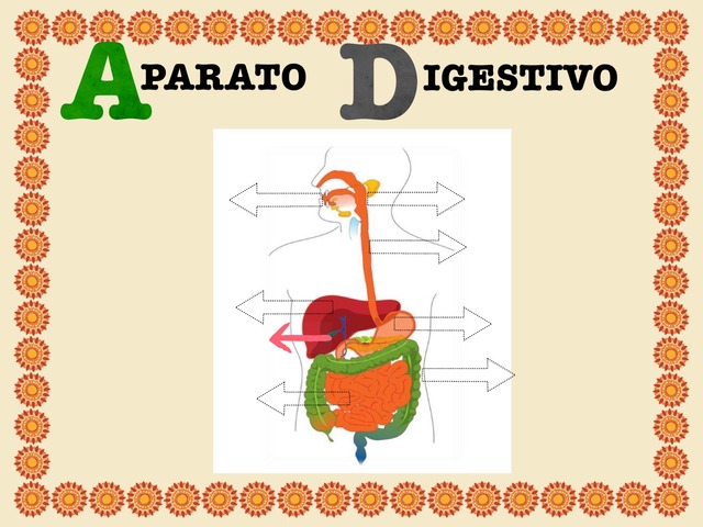 Aparato Digestivo by Laura