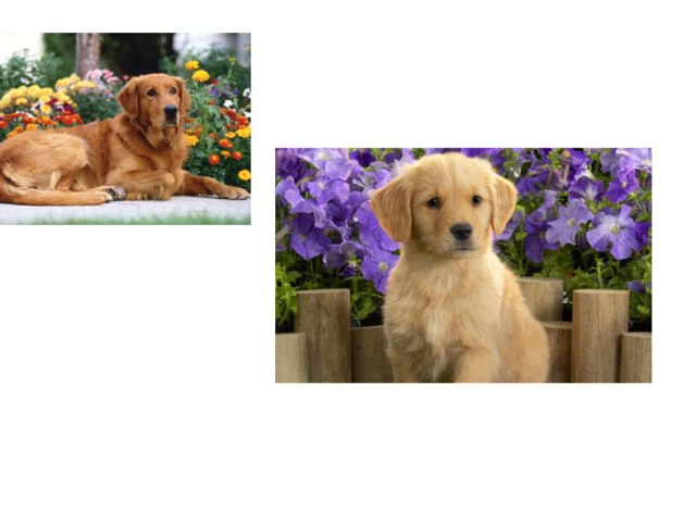 Baby Animals by Laura Ireland