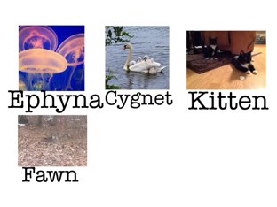 Baby Animals by Jade Wilkinson