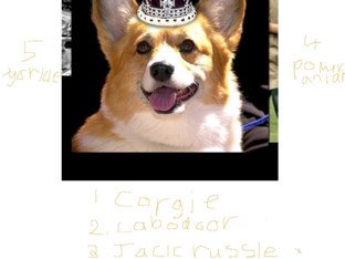 Barking Test by Jessie Kinghan