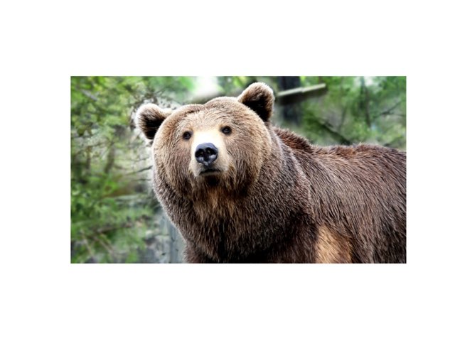 Bears by Stephanie Rich