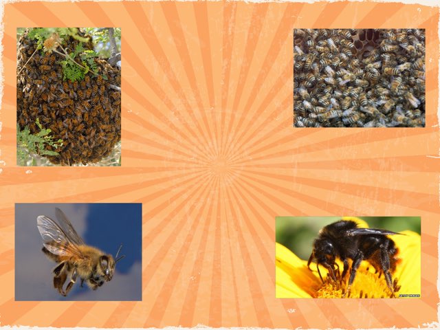 Bees by Nicole Pestell