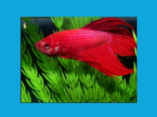 Beta Fish Parts by Meghan Baldwin