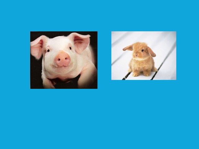 Big Konijntje by Marc Soria