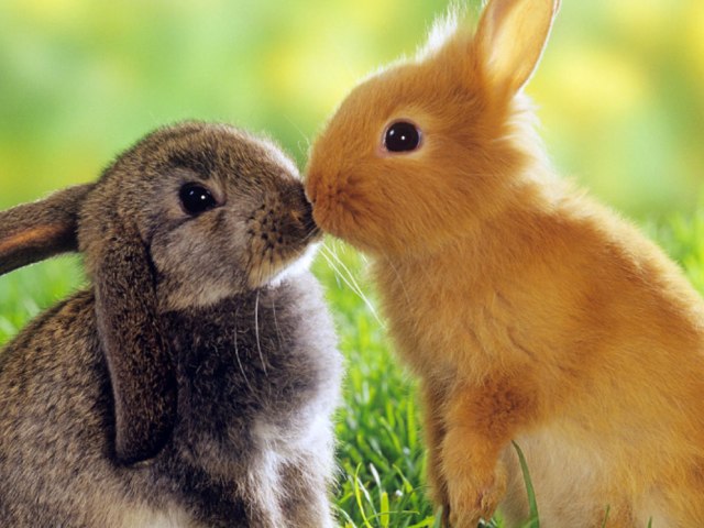 Big Rabbit by Jamie Mcpake