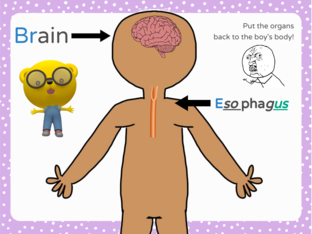 Body Organs by christina yu sze chan