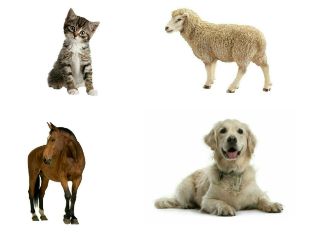 Boerderijdieren by Tineke Huysseune